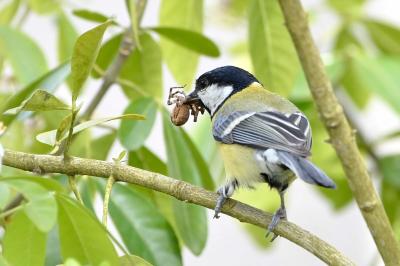 Mésange charbonnière