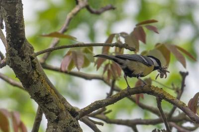 Mésange charbonnière