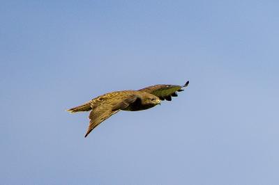 Buse variable
