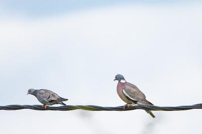 Pigeon colombin