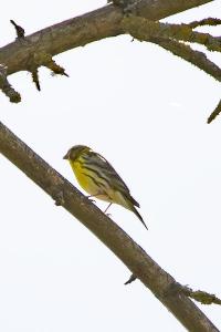 Serin cini