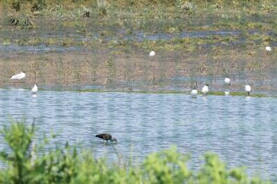 Ibis falcinelle