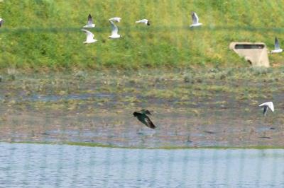 Ibis falcinelle
