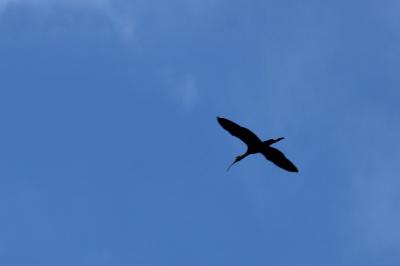 Ibis falcinelle
