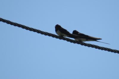 Hirundo rustica