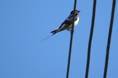 Hirondelle rustique