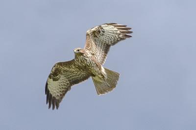 Buse variable