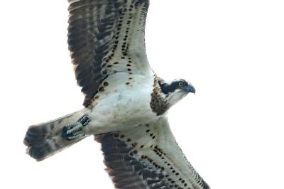 Balbuzard pêcheur
