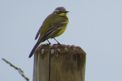 Motacilla flava
