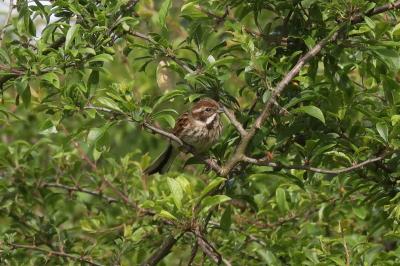 Bruant des roseaux