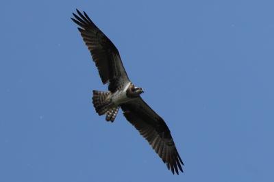 Pandion haliaetus