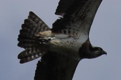 Balbuzard pêcheur