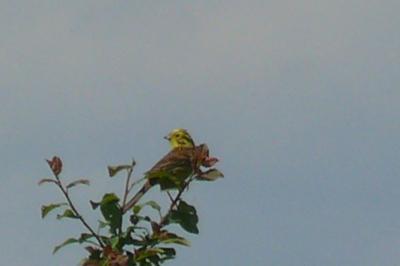 Bruant jaune