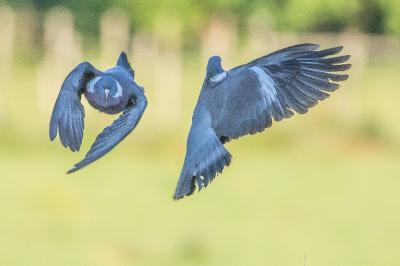 Pigeon ramier