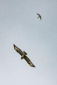 Buse variable