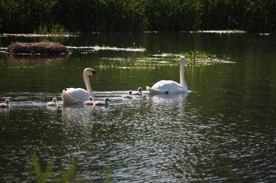 Cygne tuberculé