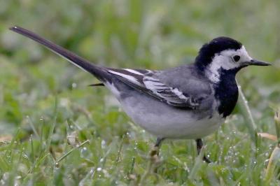 Motacilla alba