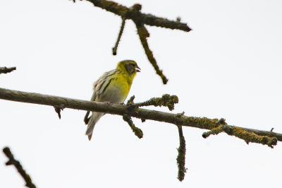 Serin cini
