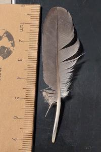 Pigeon ramier