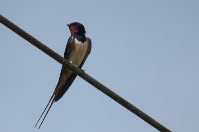 Hirondelle rustique