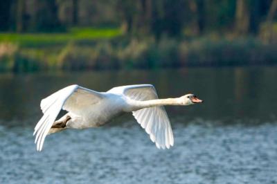 Cygne tuberculé