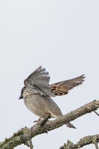 Moineau domestique