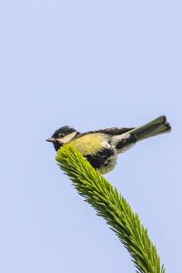 Mésange charbonnière