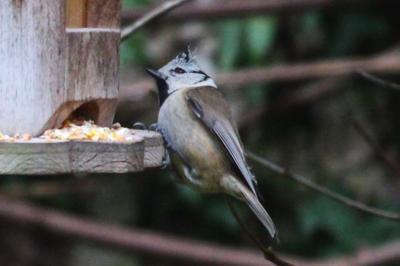 Mésange huppée