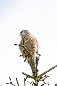 Faucon crécerelle