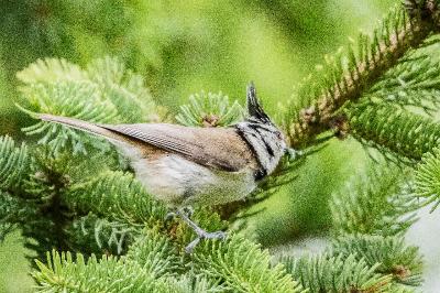 Mésange huppée