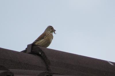 Linotte mélodieuse