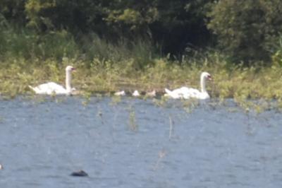 Cygne tuberculé