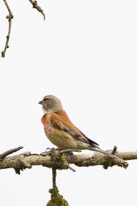 Linotte mélodieuse