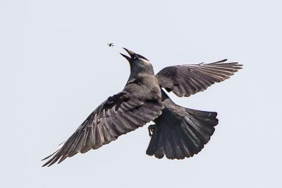 Corvus monedula