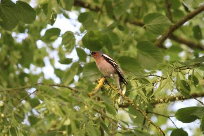Pinson des arbres