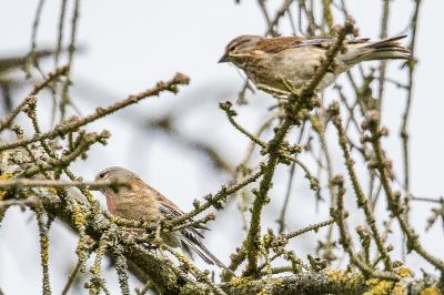 Linotte mélodieuse