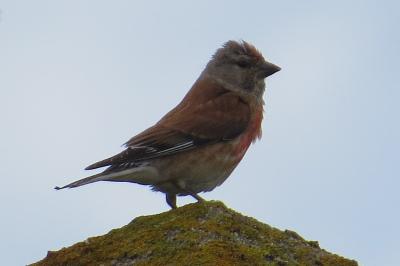 Linotte mélodieuse