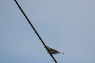 Pipit des arbres