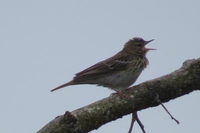Pipit des arbres