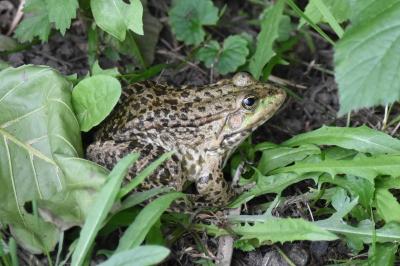 Hirondelle rustique