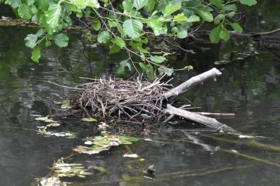 Poule-d'eau