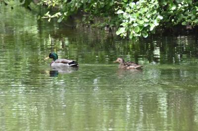 Canard colvert