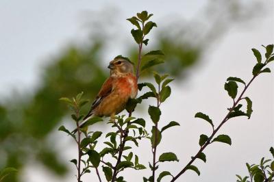 Linotte mélodieuse