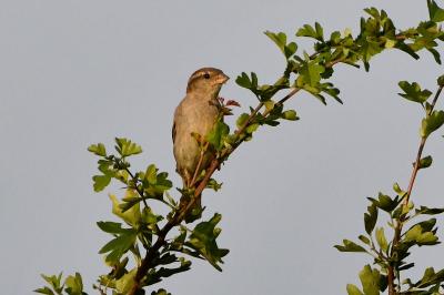 Moineau domestique