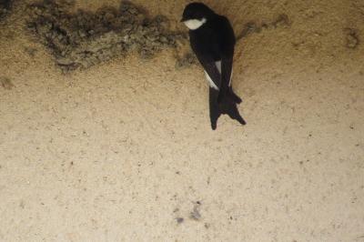 Delichon urbicum
