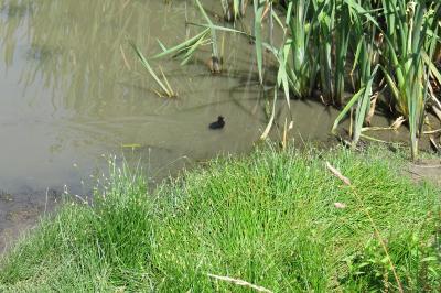Gallinula chloropus
