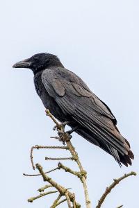 Corneille noire