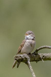 Fauvette grisette