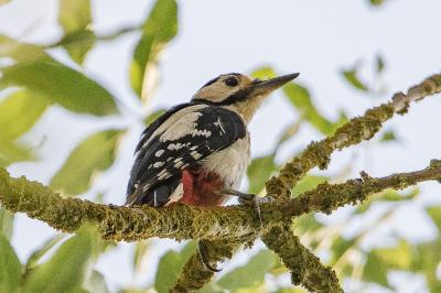 Dendrocopos major