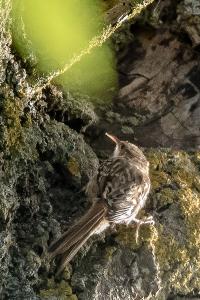 Grimpereau des jardins